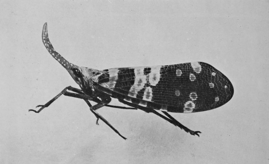 INDIAN CANDLE-FLY.