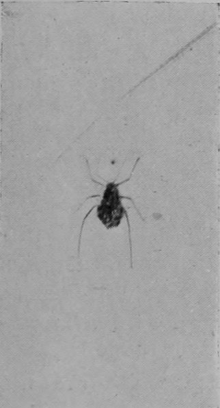 APHIS.