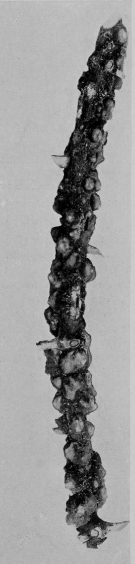 SCALE-INSECTS.