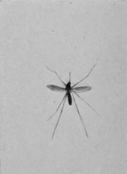 BROWN MOSQUITO.