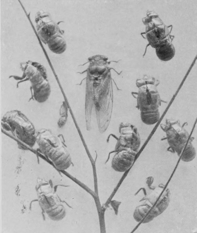CICADA AND PUPÆ.