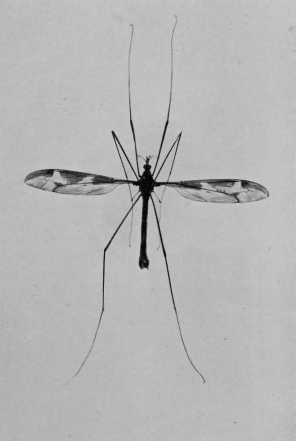 DADDY-LONG-LEGS.