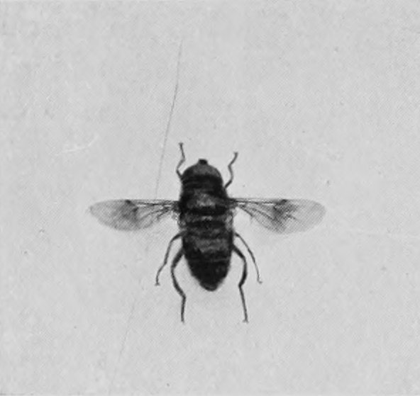 HOVER-FLY.