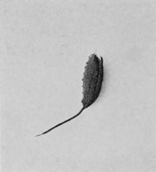 RAT-TAILED LARVA.