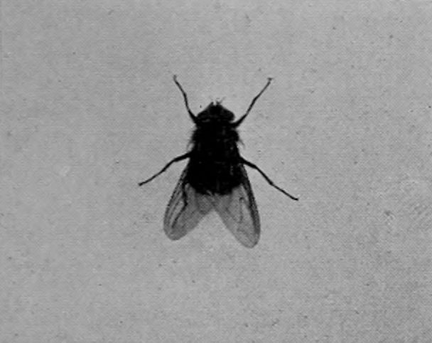 BLUE-BOTTLE FLY, OR BLOW-FLY.