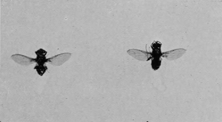 HOUSE-FLY (MALE AND FEMALE).