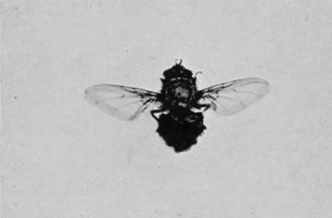 BLUE-BOTTLE FLY, OR BLOW-FLY.