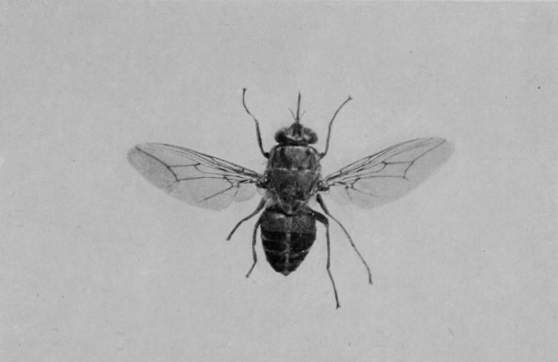 TSETSE-FLY (ENLARGED).