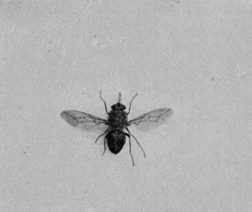 TSETSE-FLY.