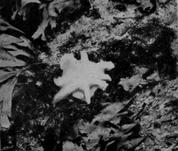 AN OCTOPUS ON ITS BACK AT BAY, LEFT HIGH
    AND DRY BY THE RETREATING TIDE.