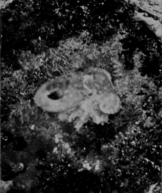 AN OCTOPUS CROUCHING IN A ROCK-POOL.