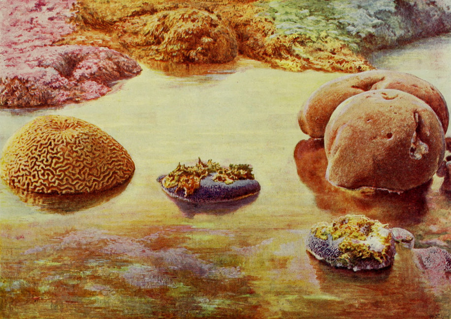 PORTION OF INSHORE CORAL REEF AT
    THURSDAY ISLAND, TORRES STRAITS.