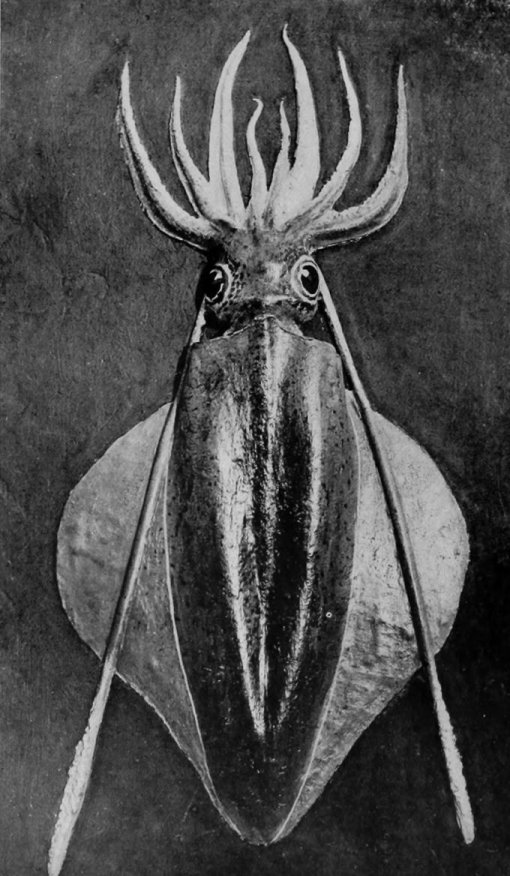 A TASMANIAN SQUID, OR CUTTLE-FISH.