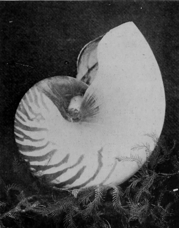 SHELL OF THE PEARLY NAUTILUS.