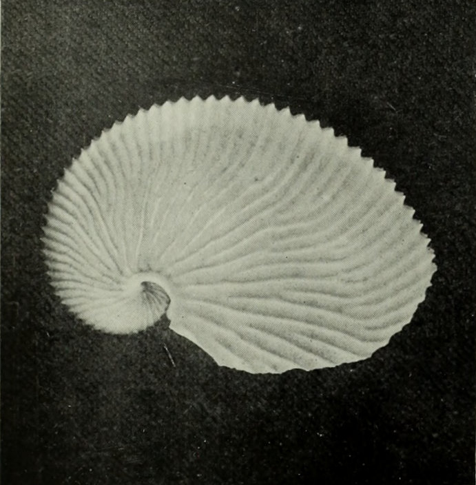 SHELL OF THE ARGONAUT, OR
    PAPER-NAUTILUS.