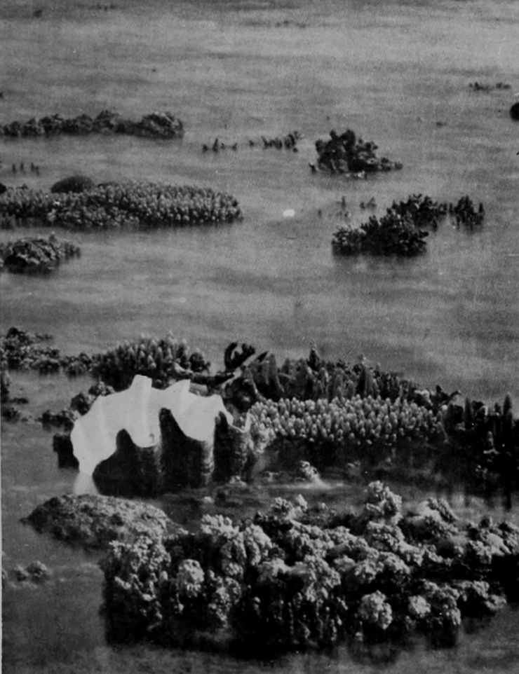 GREAT CLAM-SHELL ON CORAL-REEF.