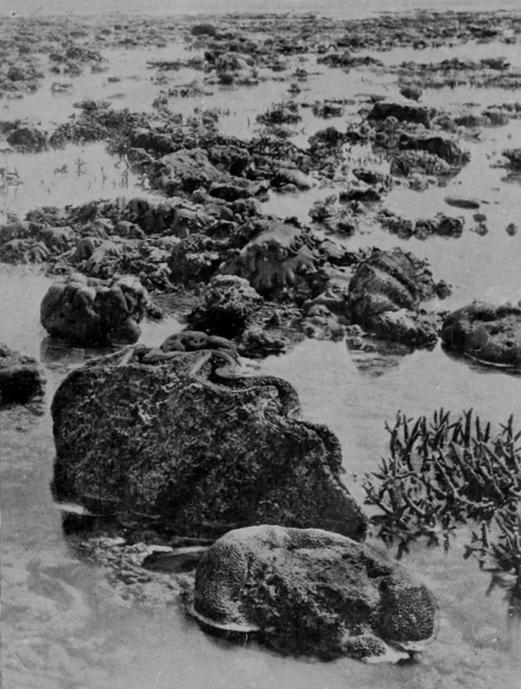 GIANT CLAM-SHELLS ON THE GREAT BARRIER
    REEF, AS EXPOSED AT EXTREME LOW TIDE.