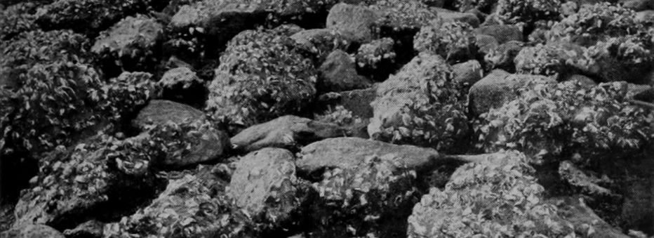 ROCK-OYSTERS.