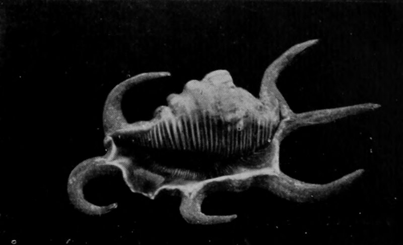 A SCORPION-SHELL.