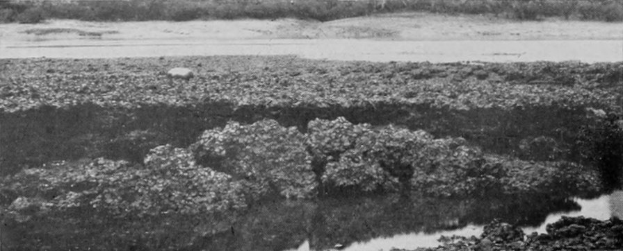 A QUEENSLAND OYSTER-BANK.