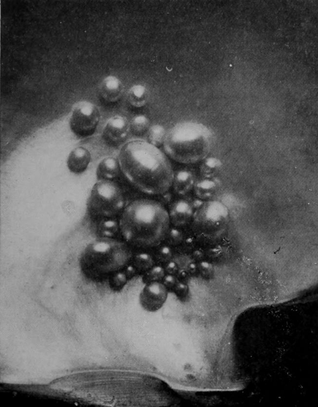 QUEENSLAND PEARLS ON BLACK-LIPPED
    PEARL-SHELL.
