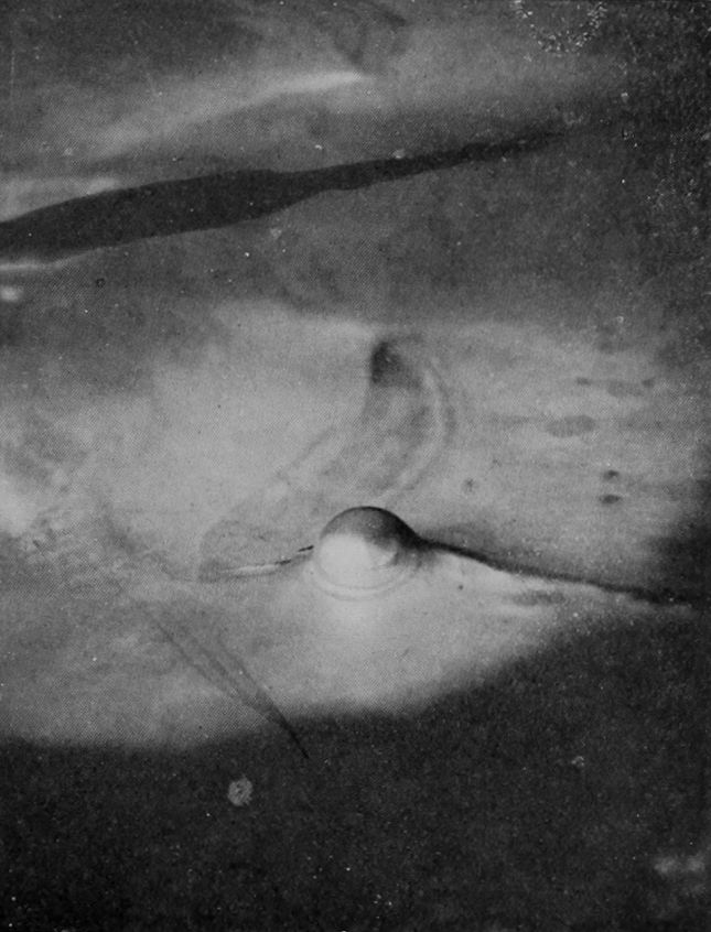 PEARL PRODUCED BY OPERATION ON THE
    ANIMAL.