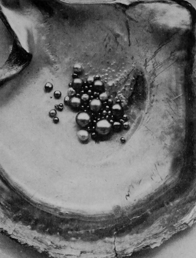 PEARL-SHELL WITH GROUP OF GOLDEN PEARLS.