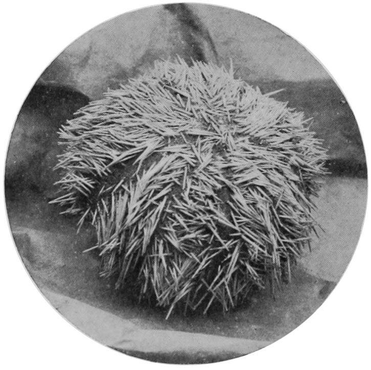COMMON OR SHORT-SPINED SEA-URCHIN.