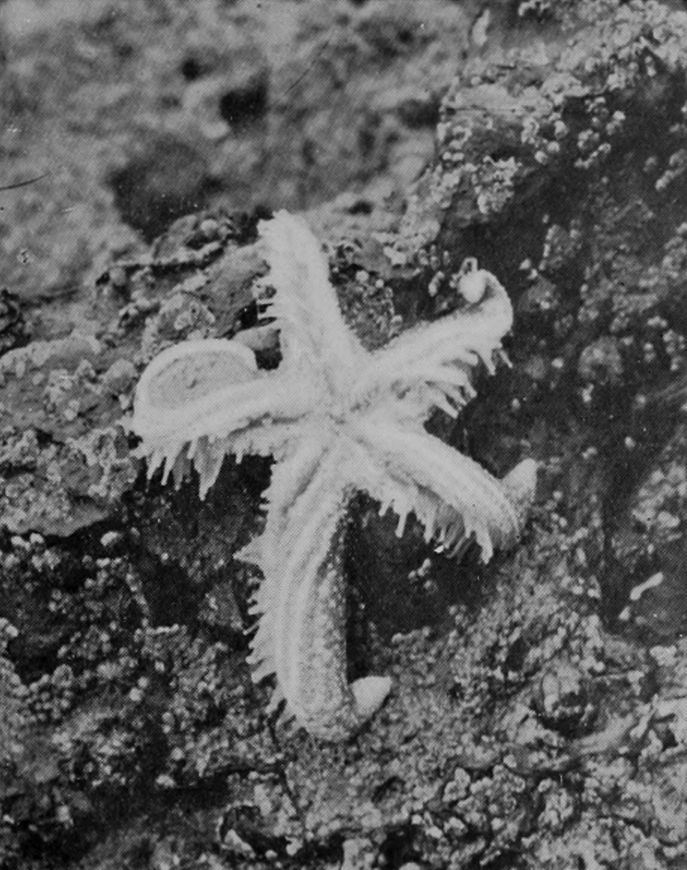 STAR-FISH, OUT OF WATER, TURNING OVER.