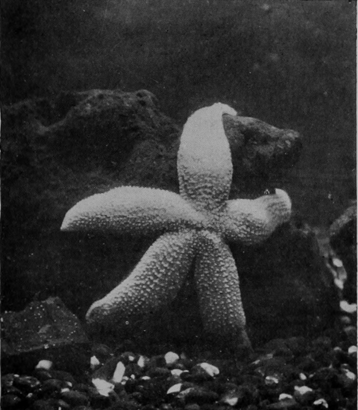 STAR-FISH IN WATER.