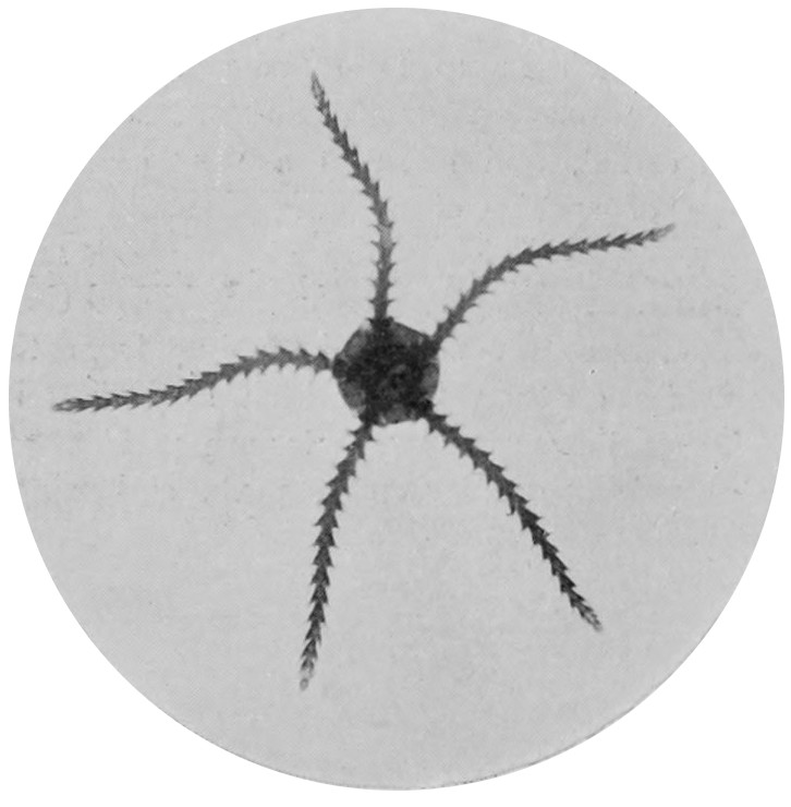 A YOUNG BRITTLE STAR-FISH (MUCH
    MAGNIFIED).