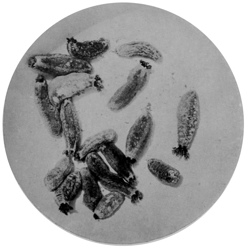 SEA-CUCUMBERS, SOME WITH EXTENDED
    TENTACLES.