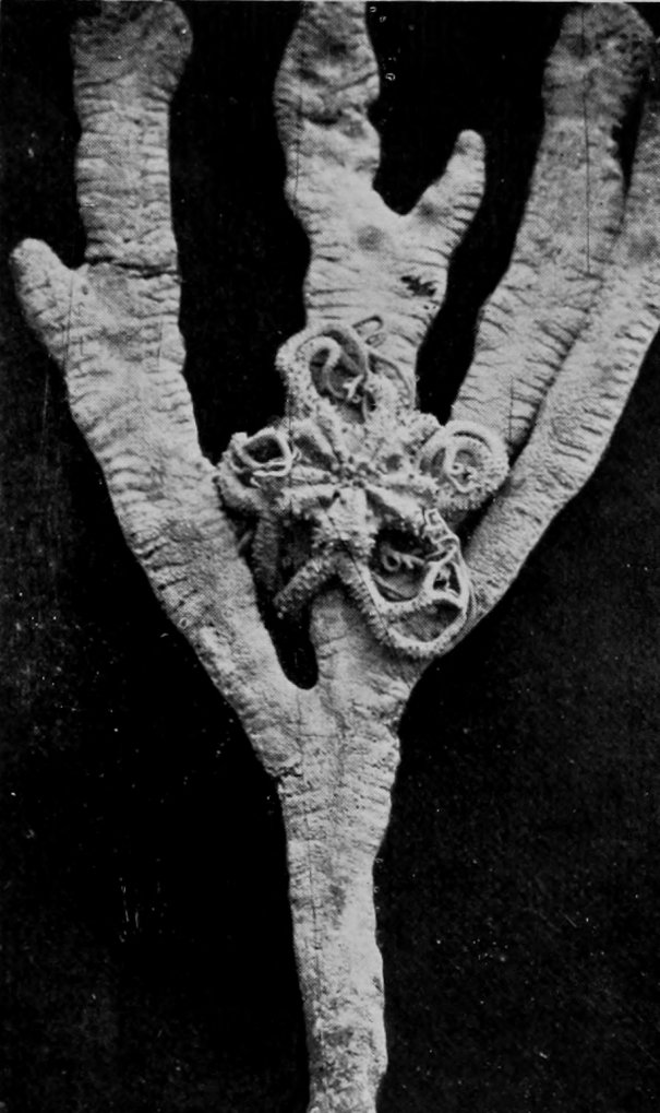 A BRANCHING-ARMED BRITTLE-STAR.