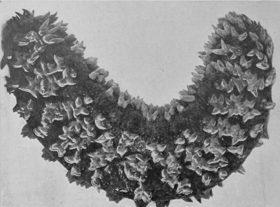 PRICKLY SEA-CUCUMBER.