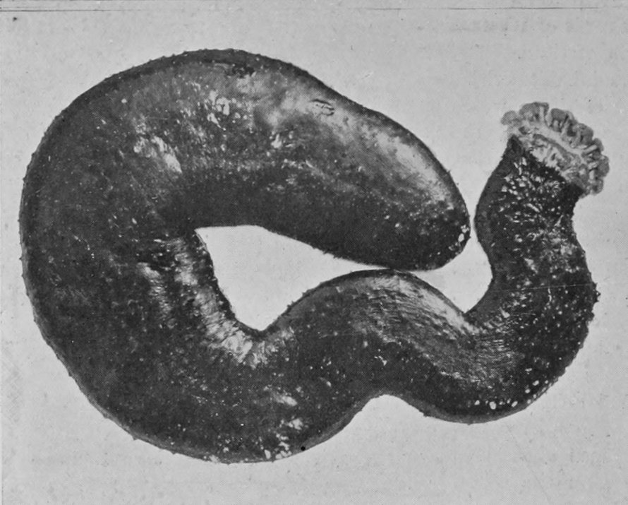 SEA-CUCUMBER, OR BÊCHE-DE-MER.