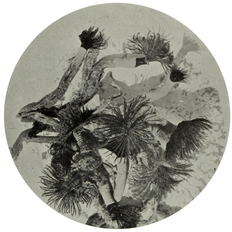 TUBE-WORMS.