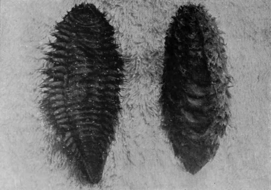 SEA-MICE.