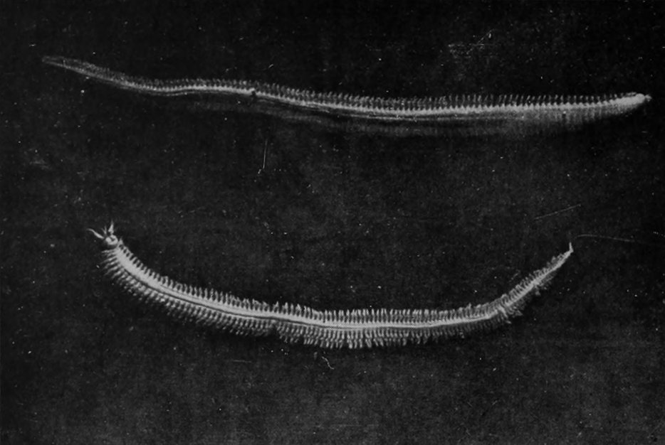 SEA-WORMS, OR NEREIDS.