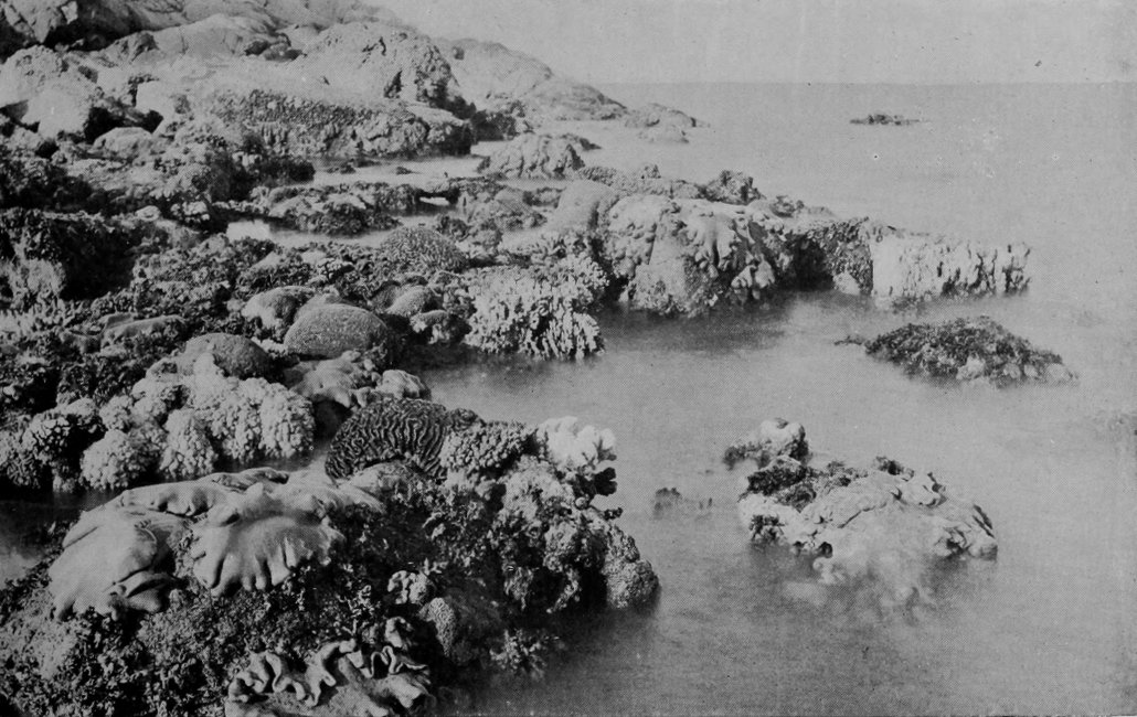 PORTION OF THE GREAT BARRIER REEF OF
    AUSTRALIA.