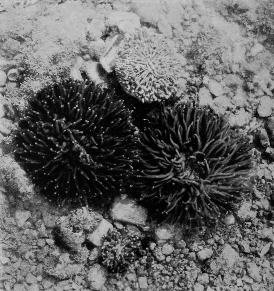 |MUSHROOM-CORALS, WITH THE ANEMONE-LIKE
    POLYP EXPANDED.
