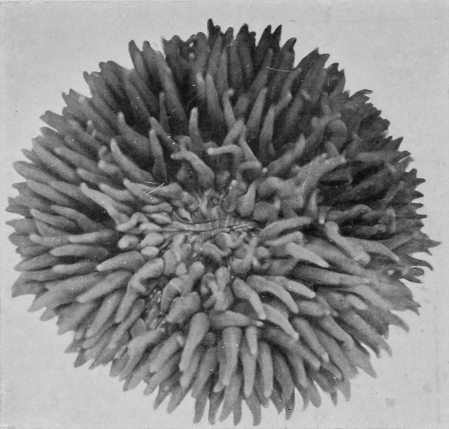 A MUSHROOM-CORAL FULLY EXPANDED.