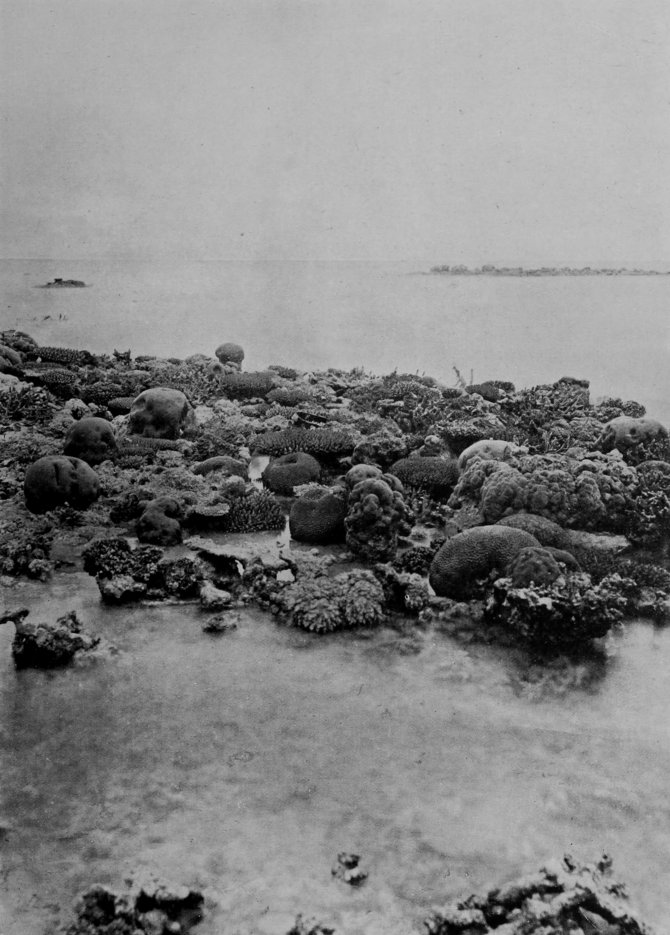 PART OF THE GREAT BARRIER REEF OF
    AUSTRALIA.