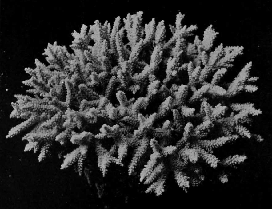A CLUMP OF STAG'S-HORN CORAL.
