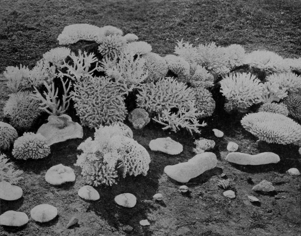 BLEACHED CORALS FROM THE GREAT BARRIER
    REEF.