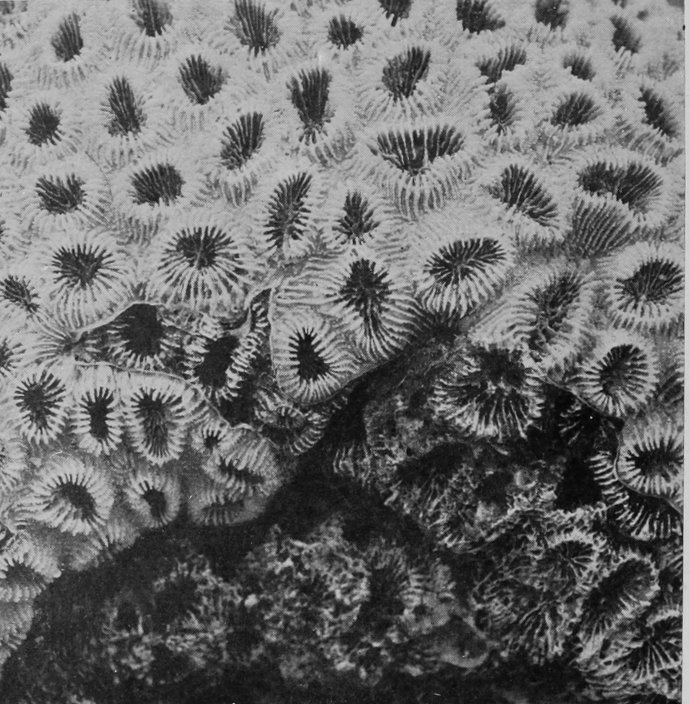 A QUEENSLAND STAR-CORAL.