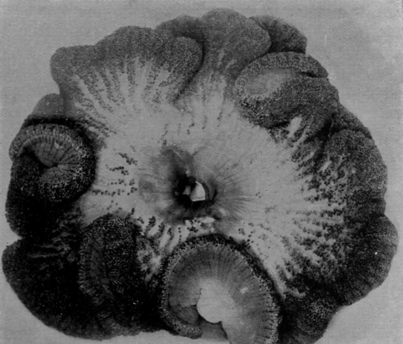 A GIANT ANEMONE FROM THE GREAT BARRIER
    REEF.