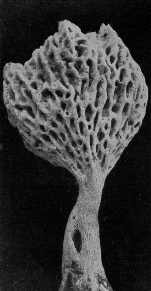 RETICULATED SPONGE.