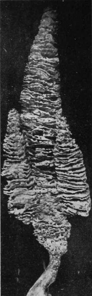 FRILLED SPONGE.