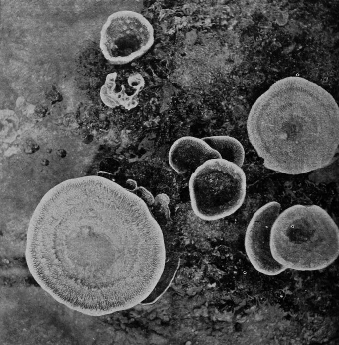 CUP-SPONGES, PHOTOGRAPHED AS GROWING IN
    A CORAL-POOL.