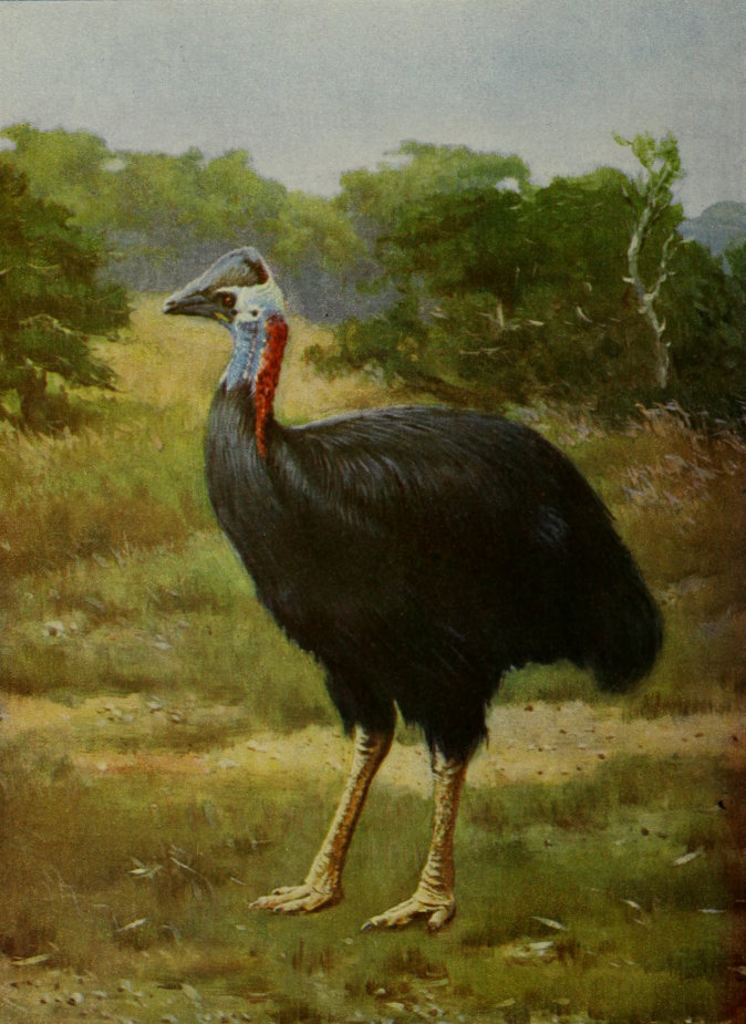 CASSOWARY.